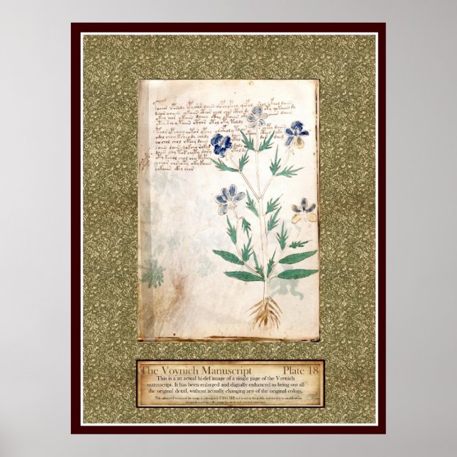 Poster Plaque Voynich 18 (Devant)