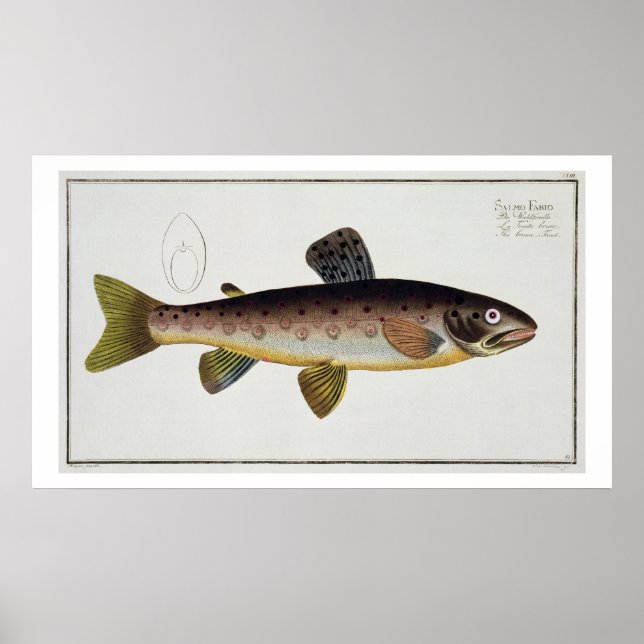 Poster Plaque XXIII de truite Brown (Salmo Iasustris) de  (Devant)