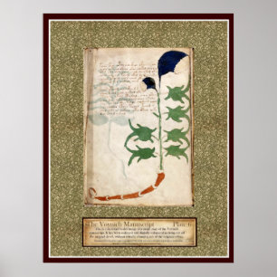 Poster Plat 6 de Voynich