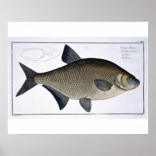 Poster Plat XIII de brème (Brama de Cyprinus) de