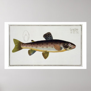 Poster Plat XXIII de truite Brown (Salmo Iasustris) de