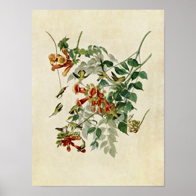 Poster Plate 47 | Ruby-Throated Hummingbird (Devant)