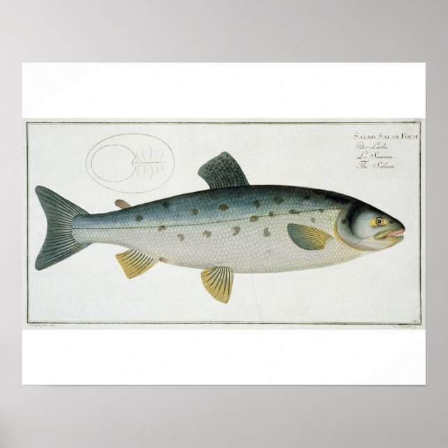 Poster Plate de saumon (Salmo Salar) XX de 'Ichthyologie, (Devant)