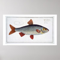 Plate II de cafard (Cyprinus Rutilis) de 'Ichthyol