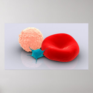 Poster Platelet, Cellules De Sang Rouge Et Blanc