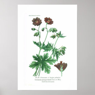 Poster Platypétalum de géranium
