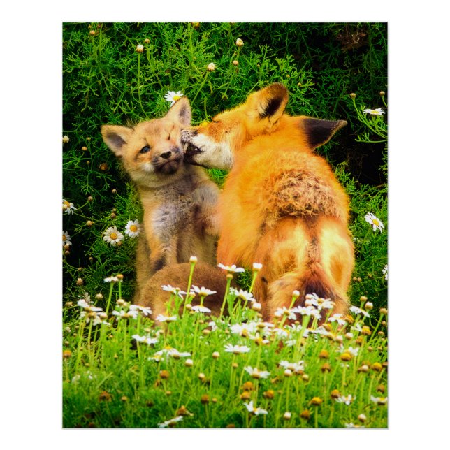 Poster Playful Fox Kits Wildlife Nature Photography Print (Devant)