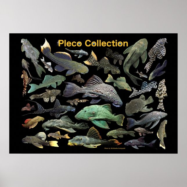 Poster Plecoの 仲 間 の ポ  , No.01 (Devant)