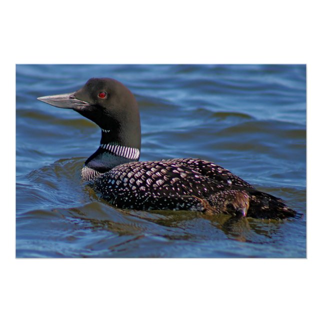 Poster Plongeon huard (Devant)
