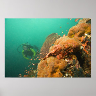 Poster plongeur & Scorpionfish Scorpanopsis