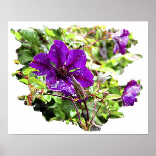 Poster Pluie pourpre