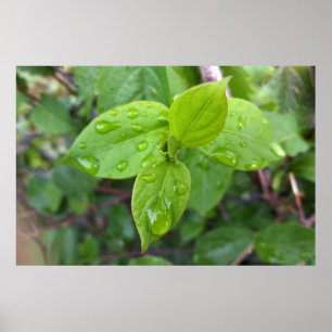 Poster Pluie sur les feuilles