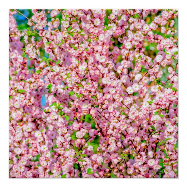Poster Plum à fleurs (Devant)