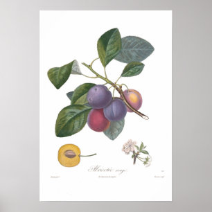 Poster Plum, Abricotee rouge