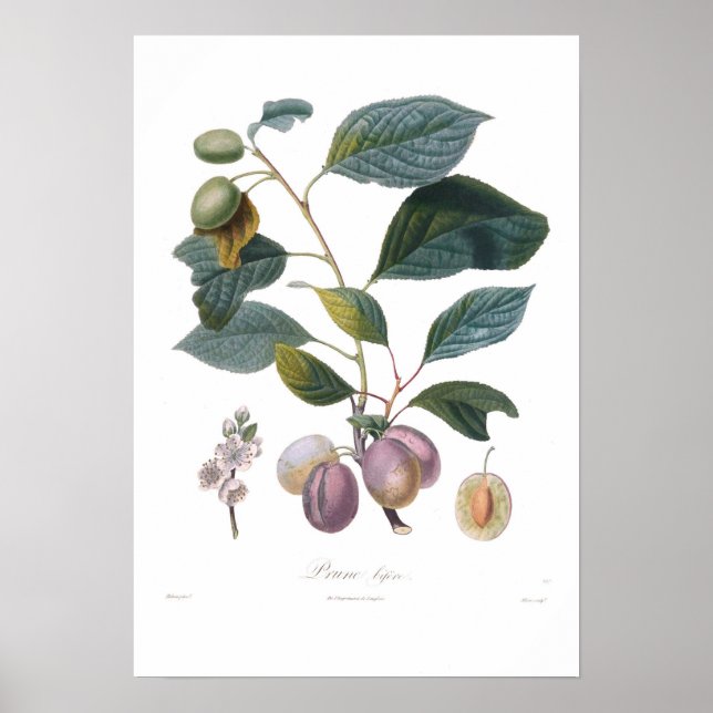 Poster Plum, Prune bifera (Devant)
