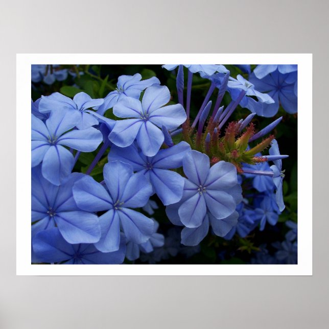 Poster Plumbago (Devant)