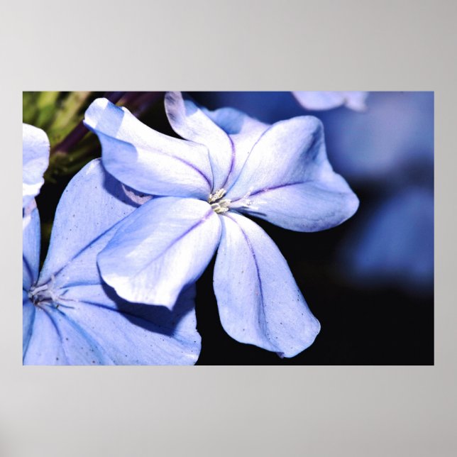 Poster Plumbago bleu sur toile (Devant)