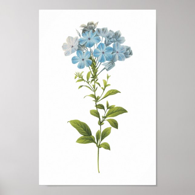Poster Plumbago caerulea par Redouté (Devant)