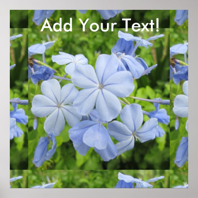 Poster Plumbago Flower Blue (Devant)