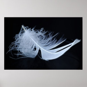 Poster Plume blanche - angélique par nature