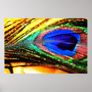 Poster Plume de Shirley Taylor