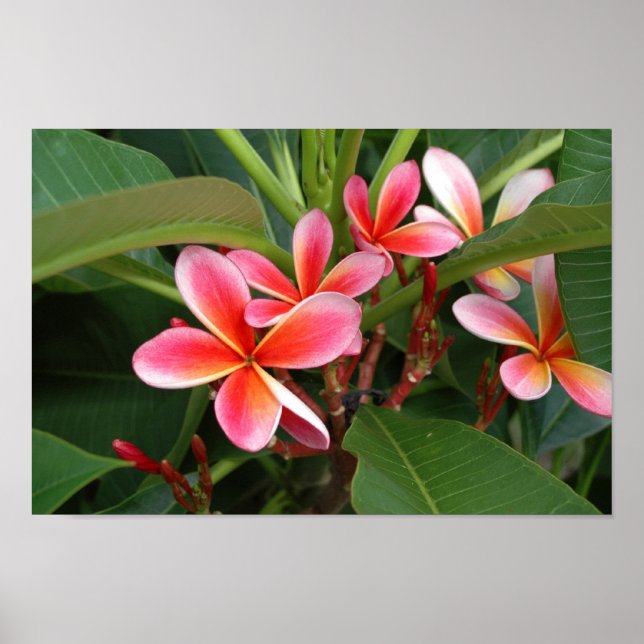Poster Plumeria (Devant)