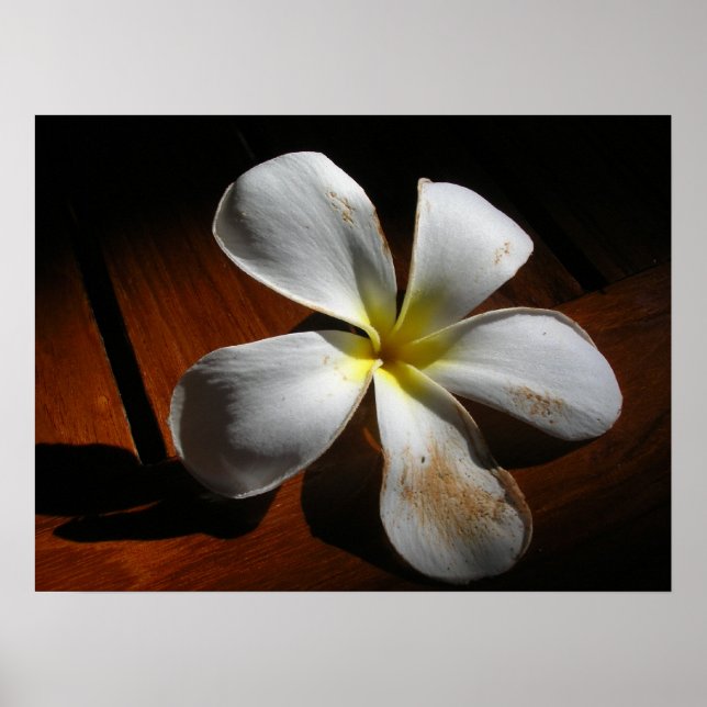 Poster Plumeria (Devant)