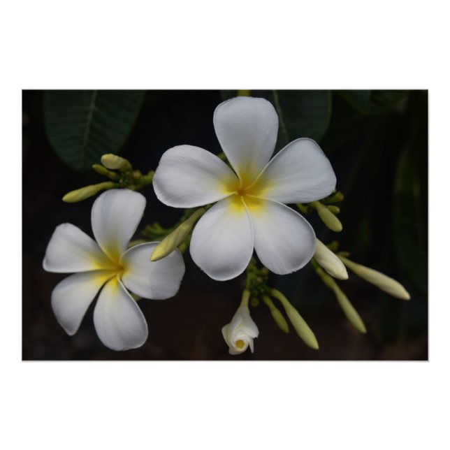 Poster Plumeria blanche et jaune (Devant)