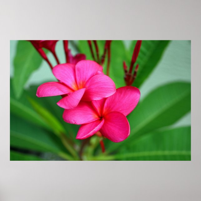 Poster Plumeria rose Frangipani Fleur hawaïenne (Devant)