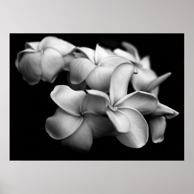 Poster Plumerias en noir et blanc (Devant)