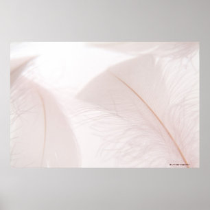 Poster Plumes blanches