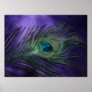 Poster Plumes de paon violet soyeux