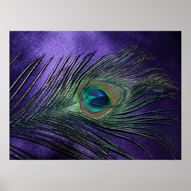Poster Plumes de paon violet soyeux (Devant)