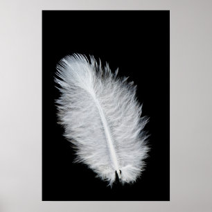 Poster Plumes d'oiseau blanc