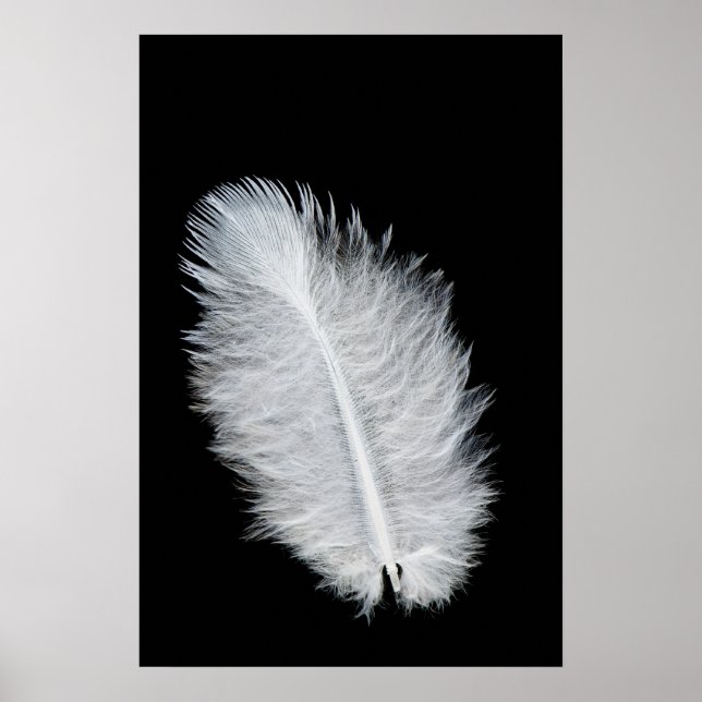 Poster Plumes d'oiseau blanc (Devant)