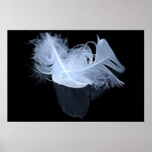 Poster Plumes jumelles et réflexion de flamme