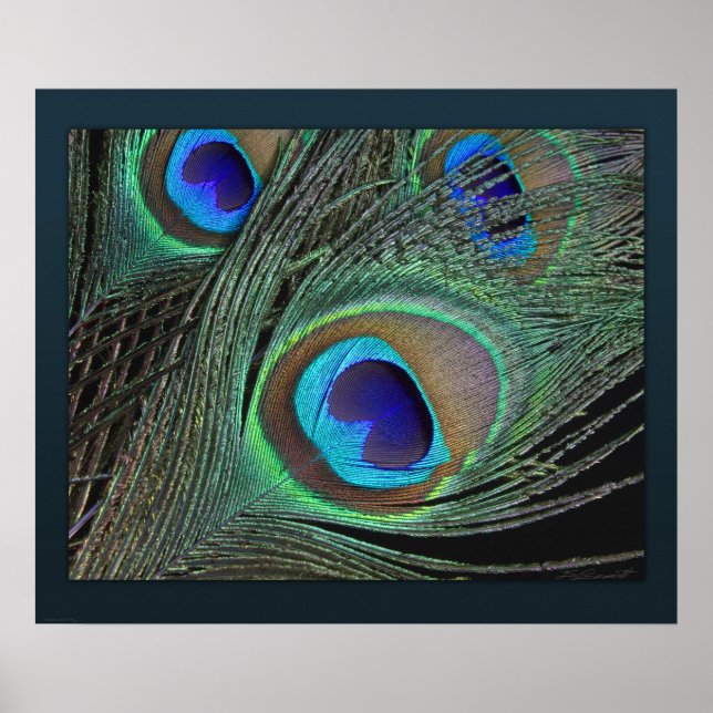 Poster Plumes Peacock Imprimer -24x20 -plus petite dispon (Devant)