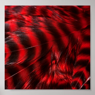 Poster Plumes rouges