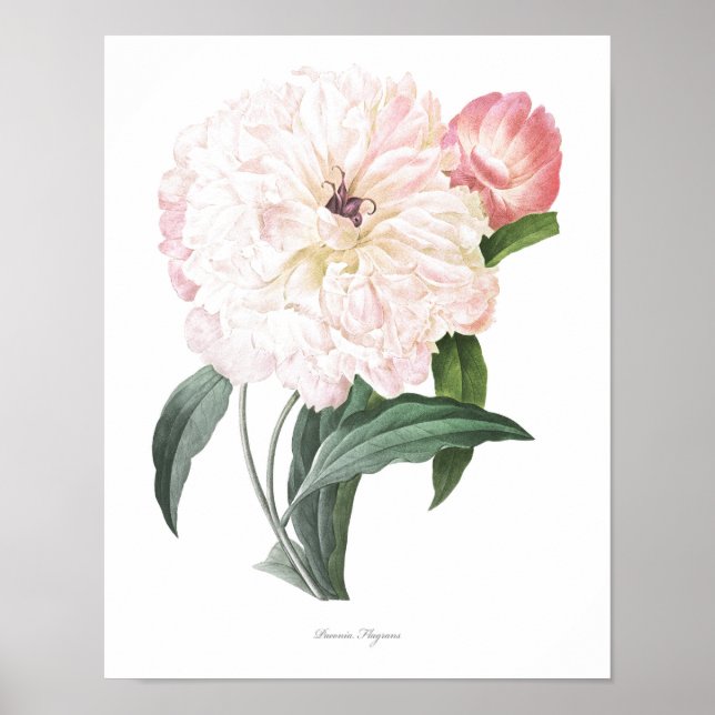 Poster PLUS HAUTE QUALITÉ Empreinte Botanique de Peony (Devant)