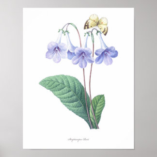 Poster PLUS HAUTE QUALITÉ Empreinte Botanique de Streptoc