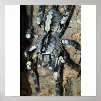 Poster Poecilotheria regalis en pleine vue