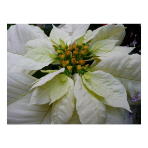 Poster Poinsettia Elegant Christmas Holiday Floral