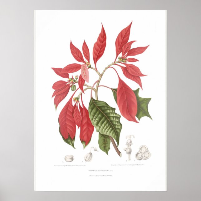 Poster Poinsettia pulcherrima (Devant)