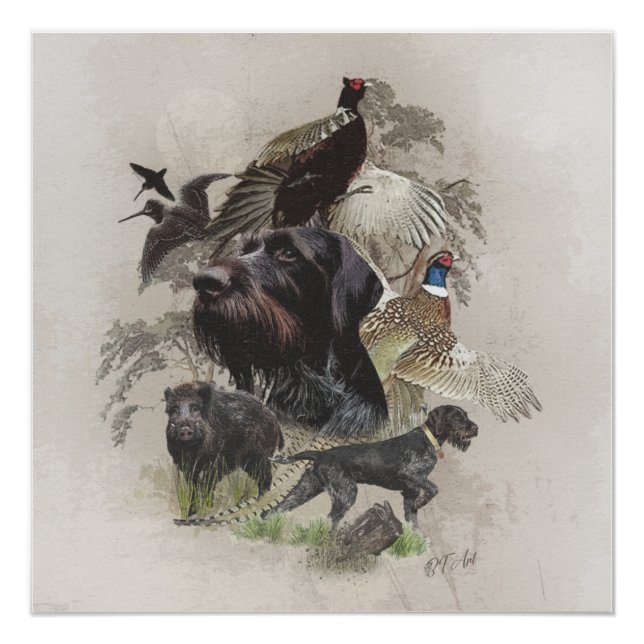 Poster Pointeur À poils durs allemand, pointage continent (Devant)