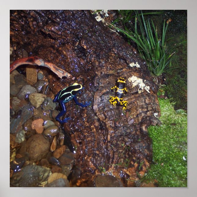 Poster Poison de grenouilles (Devant)