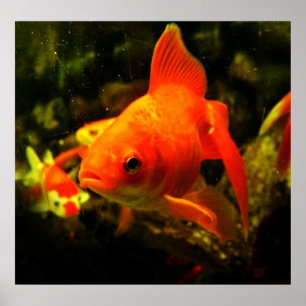 Poster poisson