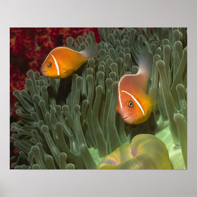 Poster Poisson-anémone rose dans une magnifique anémone d (Devant)