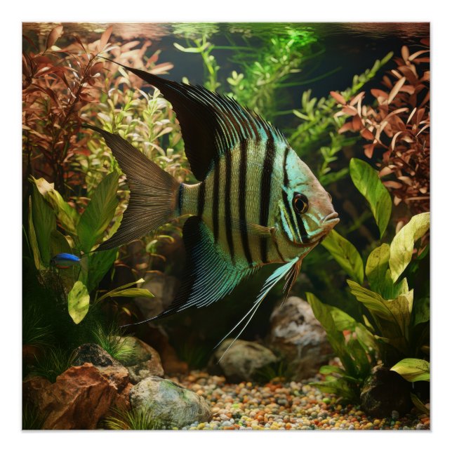 Poster Poisson-ange altum rayé (Devant)