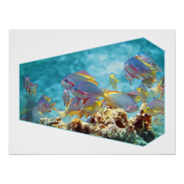 Poster Poisson Anthias à la barrière de corail - Design p (Devant)
