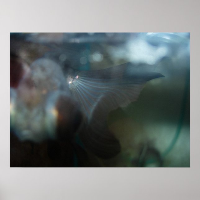Poster Poisson Artistique moderne (Devant)
